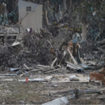 Sapi-sapi berdiri di daerah yang terdampak banjir bandang yang mematikan setelah hujan lebat di Kabupaten Aceh Tamiang, Provinsi Aceh, Indonesia, 4 Desember 2025. REUTERS/Ajeng Dinar Ulfiana