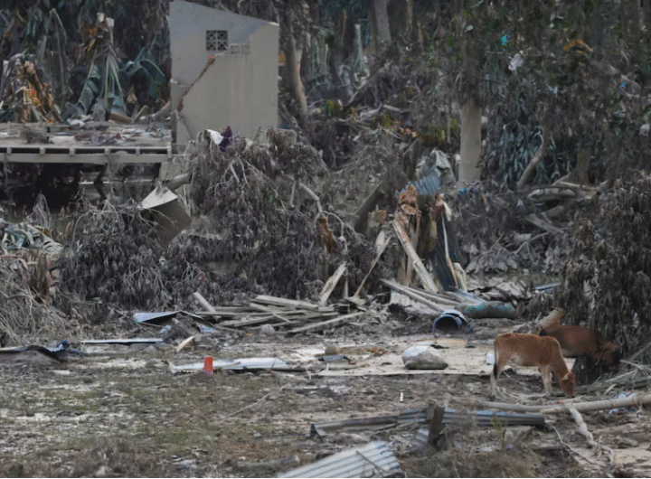 Sapi-sapi berdiri di daerah yang terdampak banjir bandang yang mematikan setelah hujan lebat di Kabupaten Aceh Tamiang, Provinsi Aceh, Indonesia, 4 Desember 2025. REUTERS/Ajeng Dinar Ulfiana