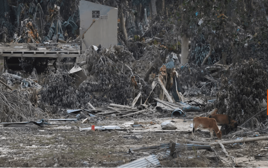 Sapi-sapi berdiri di daerah yang terdampak banjir bandang yang mematikan setelah hujan lebat di Kabupaten Aceh Tamiang, Provinsi Aceh, Indonesia, 4 Desember 2025. REUTERS/Ajeng Dinar Ulfiana