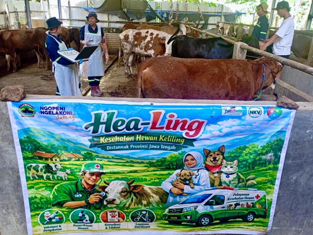 Sejumlah sapi milik warga sedang dilakukan cek kesehatan gratis dalam program Healing. Grobogan 13/4/2026. (Humas Pemprov).