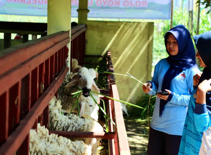 Pemerintah Provinsi Jawa Tengah memastikan stok hewan kurban untuk Iduladha 2026 dalam kondisi surplus. (FOTO: DOK).
