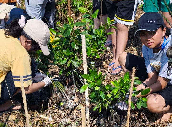 Tanam Mangrove